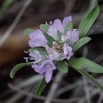 Scabiosa atropurpureaFlower