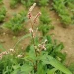 Persicaria maculosa Flower