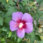 Hibiscus syriacusLorea