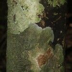 Rhodostemonodaphne elephantopus Schors