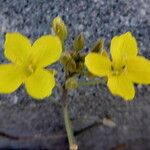 Erucastrum gallicum Flower