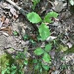 Quercus michauxii Leaf