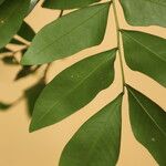 Gilletiodendron kisantuense Leaf