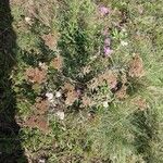 Achillea ligustica Žiedas