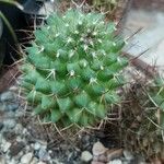 Mammillaria winterae Leaf