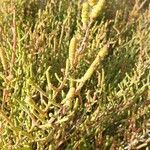 Salicornia perennis Blatt