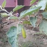 Solanum violaceum ഇല