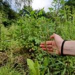 Epilobium ciliatum पत्ता