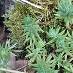 Petrosedum rupestre Feuille