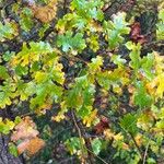 Quercus lobata Hoja
