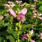 Chelone lyonii Flor
