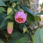Abutilon pictum Flower