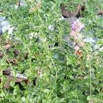 Thymus gobicus Hábito