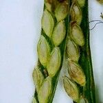 Paspalum repens Fruto
