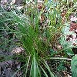 Carex stricta Leaf