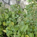 Urtica membranacea Листок