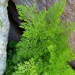 Cryptogramma crispa Leaf