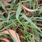 Paspalum scrobiculatum पत्ता