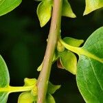 Diospyros japonica Otro
