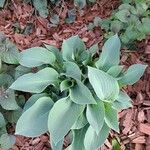 Hosta longipes Blatt