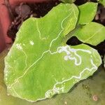 Lactuca muralis Likasa