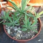 Euphorbia nivulia Hoja