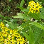 Senecio ovatus Blüte