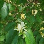 Lonicera maackii Fleur