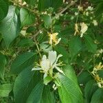 Lonicera maackii Flower