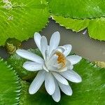 Nymphaea lotus 花