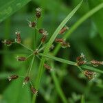 Fimbristylis dichotoma Floare