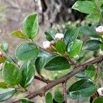 Cotoneaster divaricatus Ліст