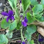 Viola odorata Habit