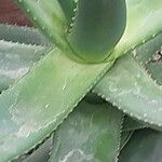 Aloe castanea Lapas