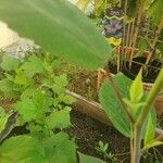 Hibiscus moscheutos Leaf