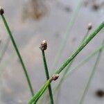 Eleocharis geniculata Flower