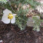 Calochortus leichtlinii Flower