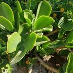 Cotyledon orbiculataഇല