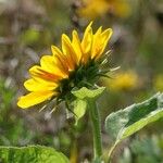 Helianthus giganteus Kvet