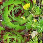 Sempervivum tectorum পাতা