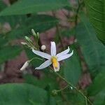 Solanum bahamense Flor