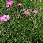 Dianthus pavonius Συνήθη χαρακτηριστικά