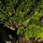 Selaginella pallescens Ліст