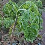 Daucus decipiens Lapas