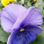 Viola x wittrockiana 花