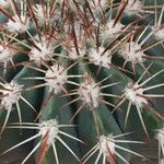 Melocactus azureus Φύλλο