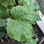 Begonia humilis叶