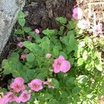 Diascia rigescens List