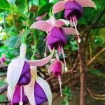 Fuchsia × standishii Flor