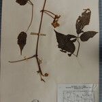 Clematis buchananiana Altres